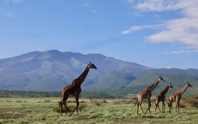 La Tanzanie, paradis du safari